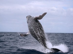 Samana Whale Watching Tour with Raymond & Gregory, Cheap price Whale Watching Tour in Samana Bay... 